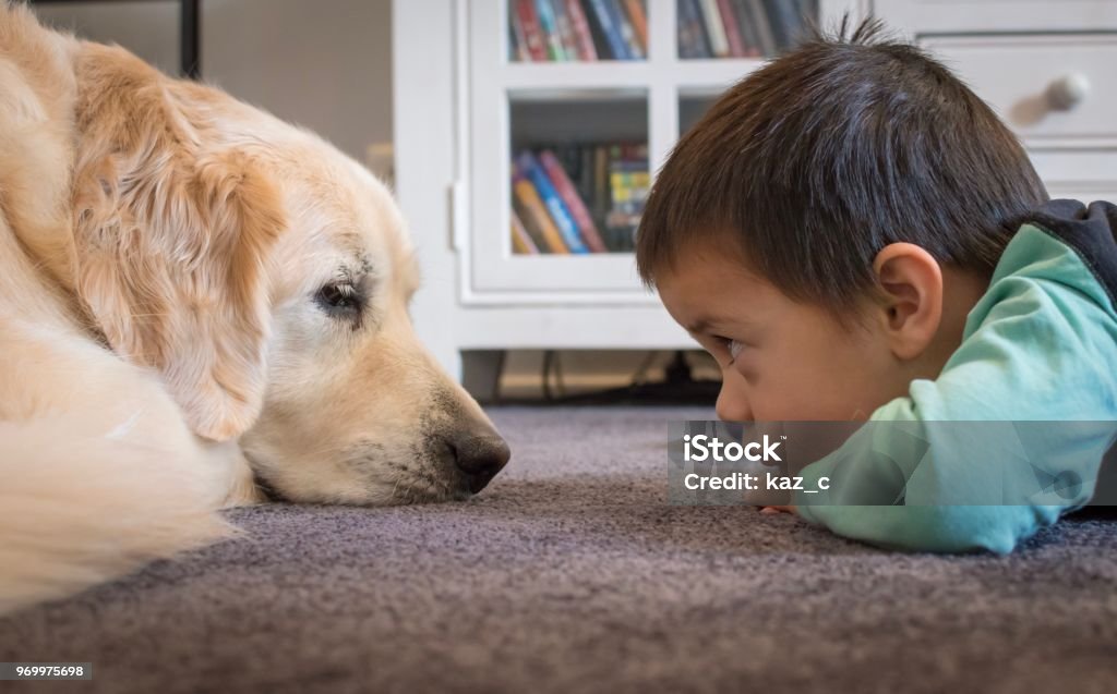 Little boy staring at his dog A 2 year old boy lying on the ground and gazing at his golden retriever while in the living room Dog Stock Photo