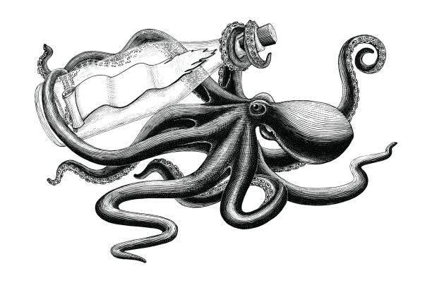 tintenfisch mit flasche handzeichnung vintage clipart - octopus tentacle isolated white stock-grafiken, -clipart, -cartoons und -symbole