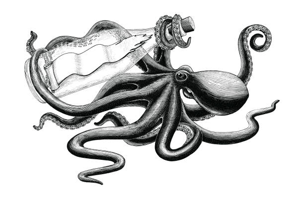 Octopus holding bottle hand drawing vintage clip art Octopus holding bottle hand drawing vintage clip art tattoo drawings stock illustrations