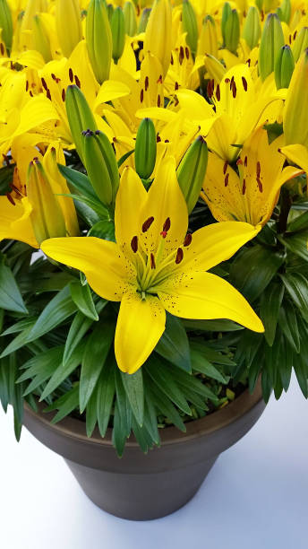 istock Yellow Lily in Keukenhof, Netherlands 969976306