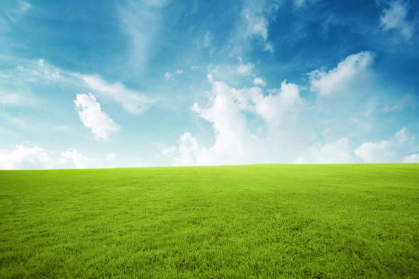 istock Green field under blue sky with many cloud Beauty nature background 969976342