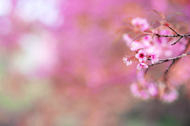 Cherry Blossom or Sakura flower on nature background