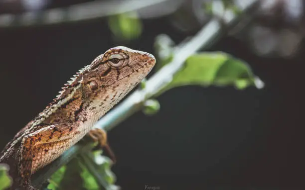 Oriental garden lizard is best subject to learn about wildlife & macro Photography because it is easily accessible at anyone's backyard..
