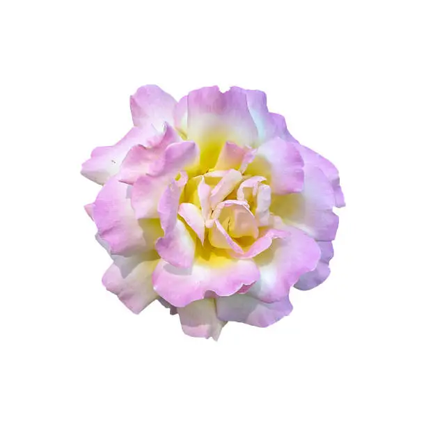 Close-up of pink yellow rose flower isolated on white background with clipping path