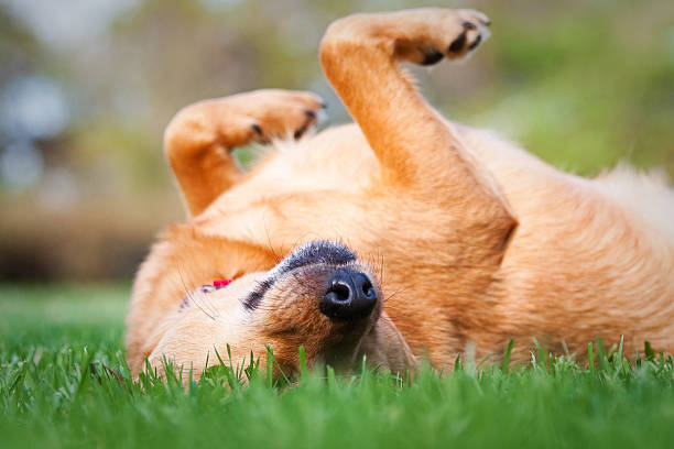 istock Brown dog naps upside down in the grass 96998227