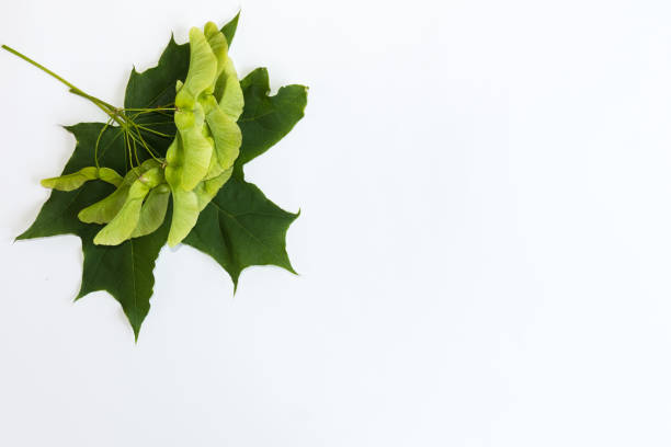istock Green maple leaf on the white background. Mockup for design. Copy space. 969982354