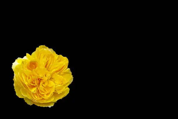 Close-up of yellow rose flower isolated on black background with clipping path and copy space for card, postcard and slide presentation