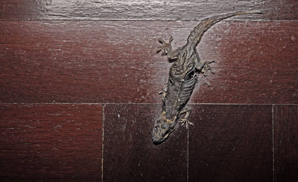 istock Dried Common House Gecko on Wooden Floor 969982606