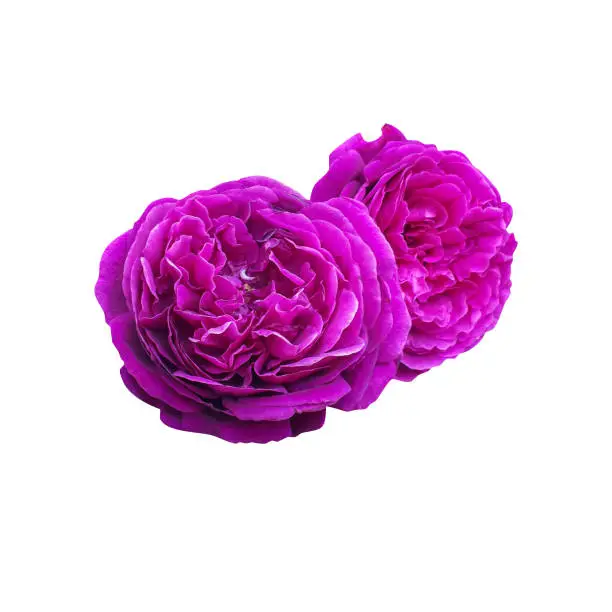 Close-up of pink roses flowers isolated on white background with clipping path