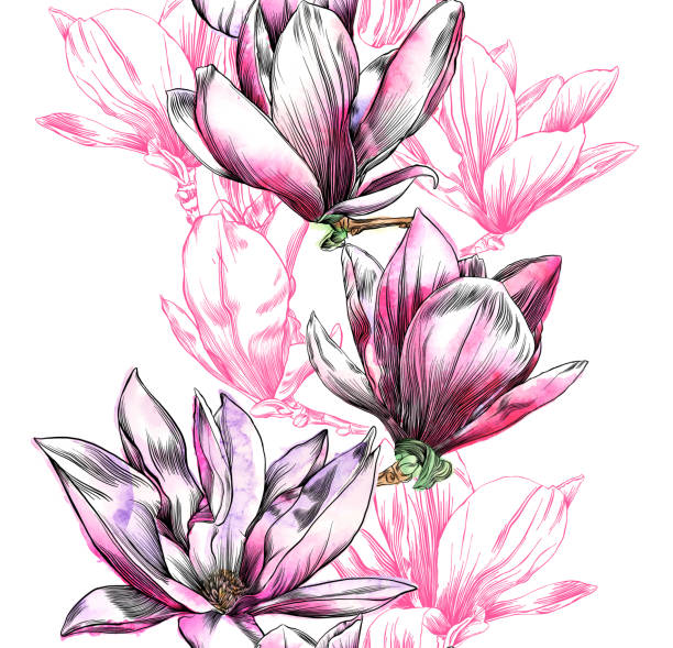 수채화와 펜 및 잉크 요소와 원활한 목련 꽃 패턴 - magnolia single flower flower spring stock illustrations