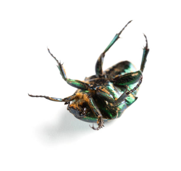 istock bottom of a glossy bettle on a white background close up 969984944