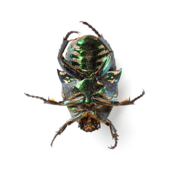 istock bottom of a glossy bettle on a white background close up 969984974