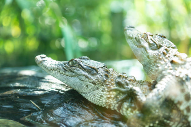 istock baby crocodiles in a tank 969985230