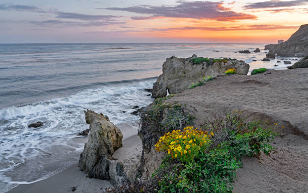 istock El Matador State Beach wildflowers 969985472