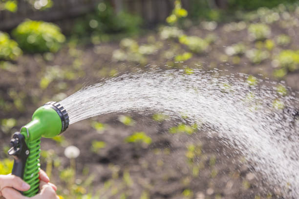 istock Hands with a hose pour water on the garden 969987524