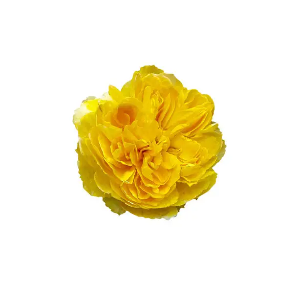 Close-up of yellow rose flower isolated on white background with clipping path
