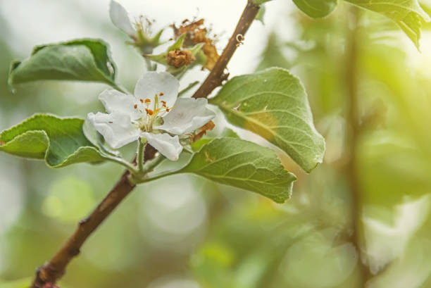 blooming apple trees in a green garden, in the Park, in the garden