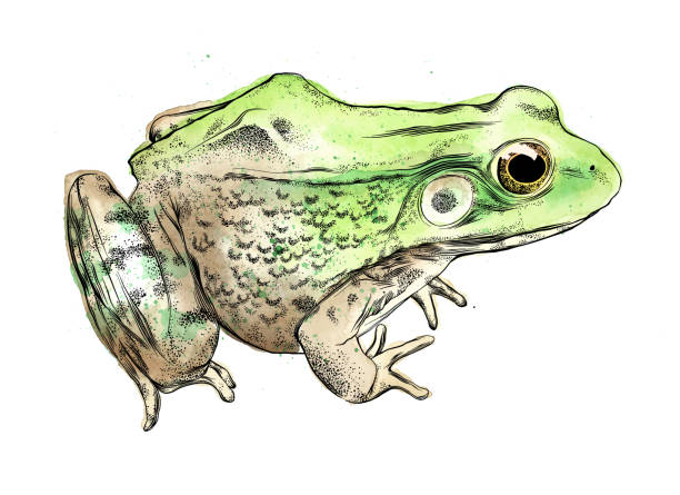 frog vector ilustracja w akwareli i atramentu izolowane na białym - bullfrog frog amphibian wildlife stock illustrations