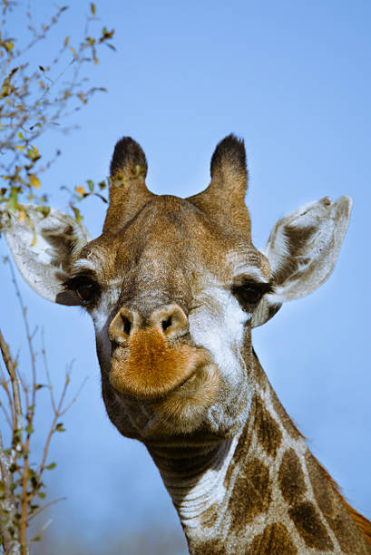 Close-up of a giraffe (Giraffa camelopardalis), looking down [t] stock photo