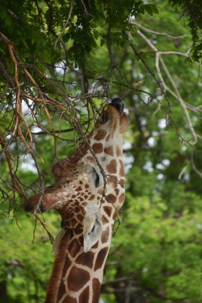 istock Giraffe extending its tongue for leaves in tree 969995142