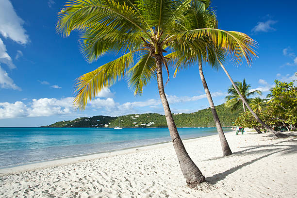 Palm trees on a tropical beach in US Virgin Islands  st. thomas virgin islands photos stock pictures, royalty-free photos & images
