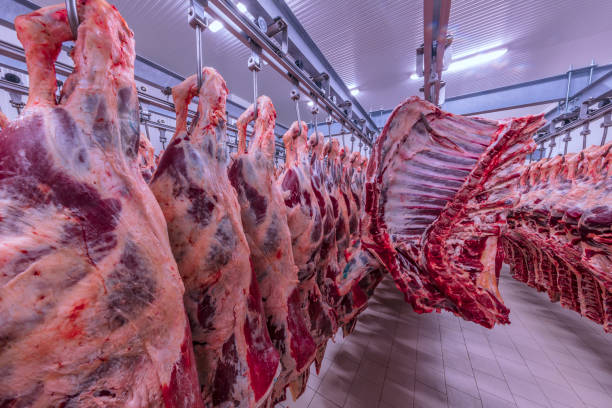 das fleisch verarbeitungsanlage. kadaver von rindfleisch hängen an haken. - totes tier stock-fotos und bilder