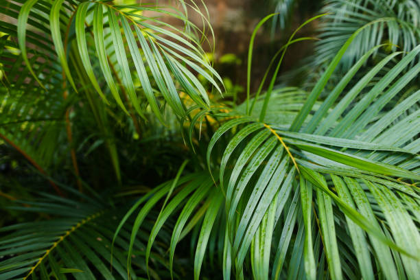 istock Palm tropical leaves background photo 970003746