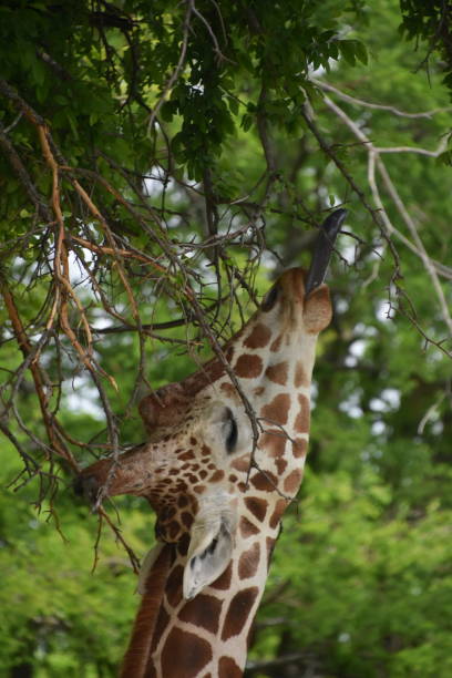istock Giraffe extending its tongue for leaves in tree 970003750