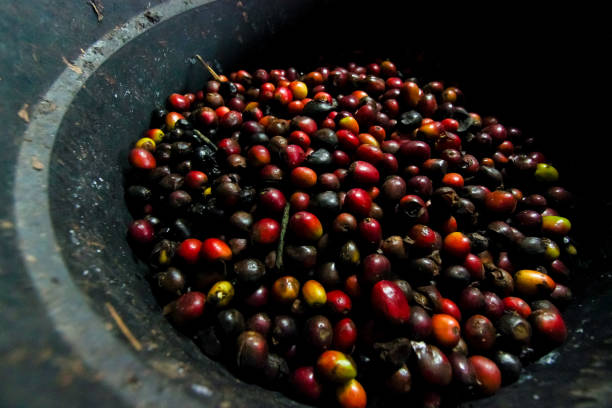 istock Ripe Red and Black Coffee Berries 970003794