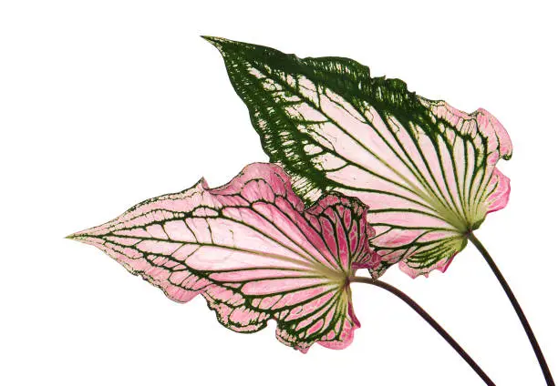 Photo of Caladium bicolor with pink leaf and green veins (Florida Sweetheart), Pink Caladium foliage isolated on white background, with clipping path