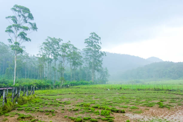 istock Deer Breeding Ground and Conservation Site in Bandung 970004300