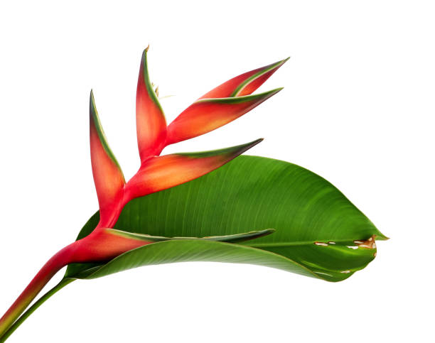 잎, 클리핑 경로와 흰색 배경에 고립 된 열 대 꽃 heliconia 비 (레드 palulu) 꽃 - strelitzias 뉴스 사진 이미지