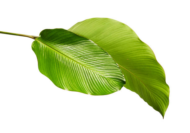 istock Calathea foliage, Exotic tropical leaf, Large green leaf, isolated on white background with clipping path 970007818
