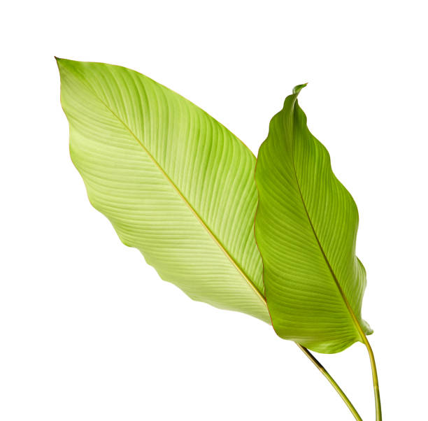 istock Calathea foliage, Exotic tropical leaf, Large green leaf, isolated on white background with clipping path 970007844