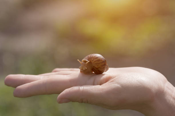 istock hand snails of ahatina sit on their hands 970012528
