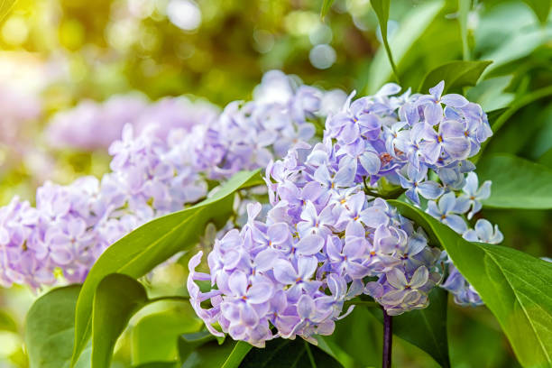 istock flowering bunches of lilac 970012674
