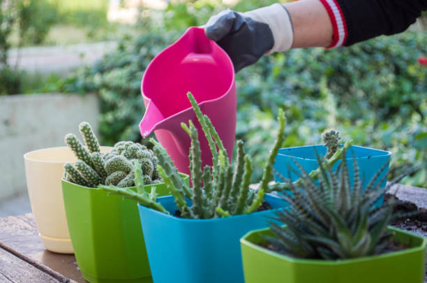 젊은 여자는 선인장 정원에서 급수는 - plant watering can human hand holding 뉴스 사진 이미지