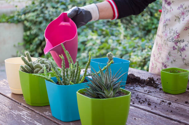 istock Young woman watering the cactuses 970013114