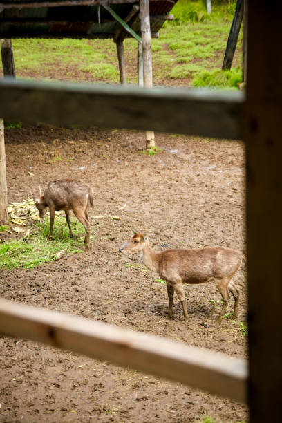 istock Deer Breeding Ground and Conservation Site in Bandung, West Java, Indonesia, Asia 970013396