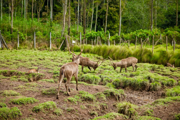 istock Deer Breeding Ground and Conservation Site in Bandung, West Java, Indonesia, Asia 970013410