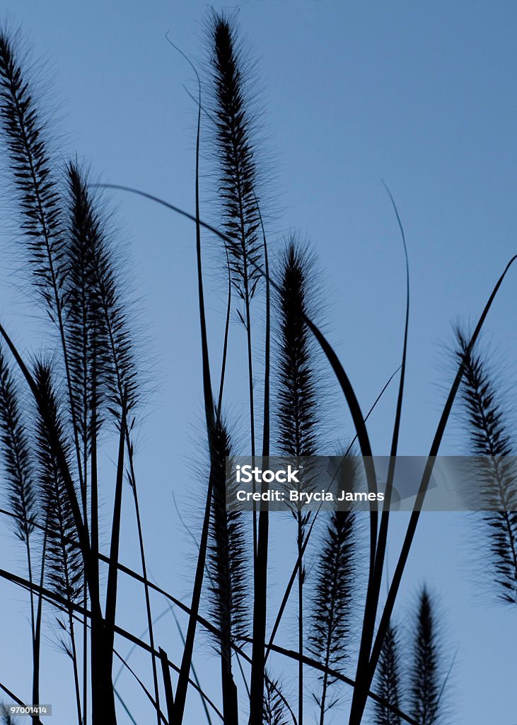 Alto relva silhueta contra o céu azul II - Royalty-free Azul Foto de stock