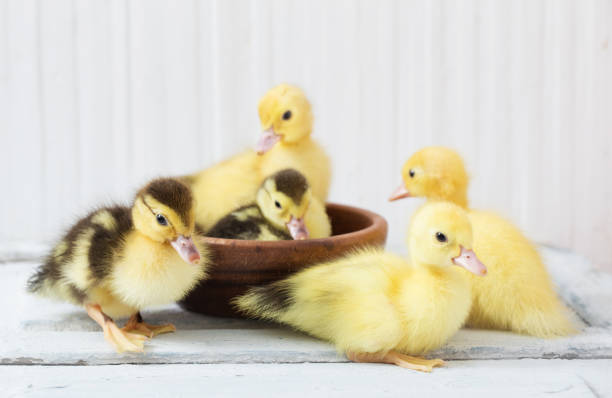 istock duckling  on white wooden background 970017844
