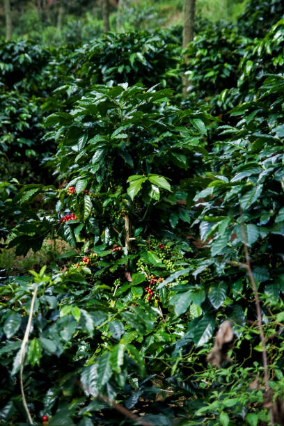 istock Green Lush Coffee Plants with Red Ripe Coffee Beans 970017846