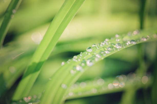 istock green grass close up with water drops in summer 970017962