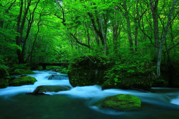 oirase flux du vert frais - parc national de towada hachimantai photos et images de collection
