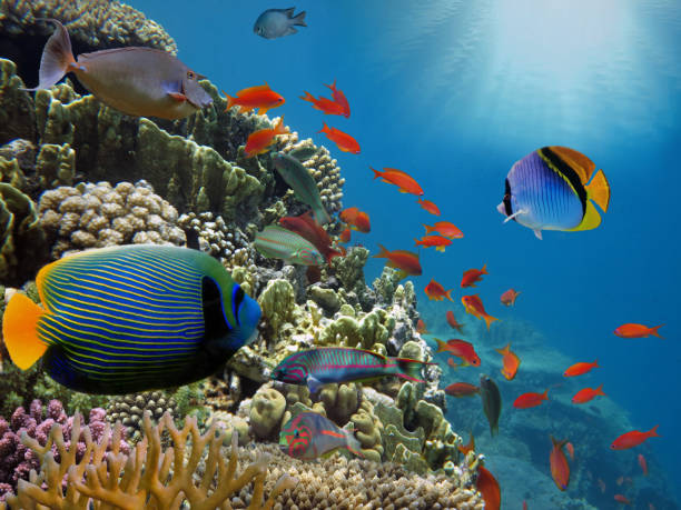 istock Coral reef with fire coral in tropical sea-underwater 970023862