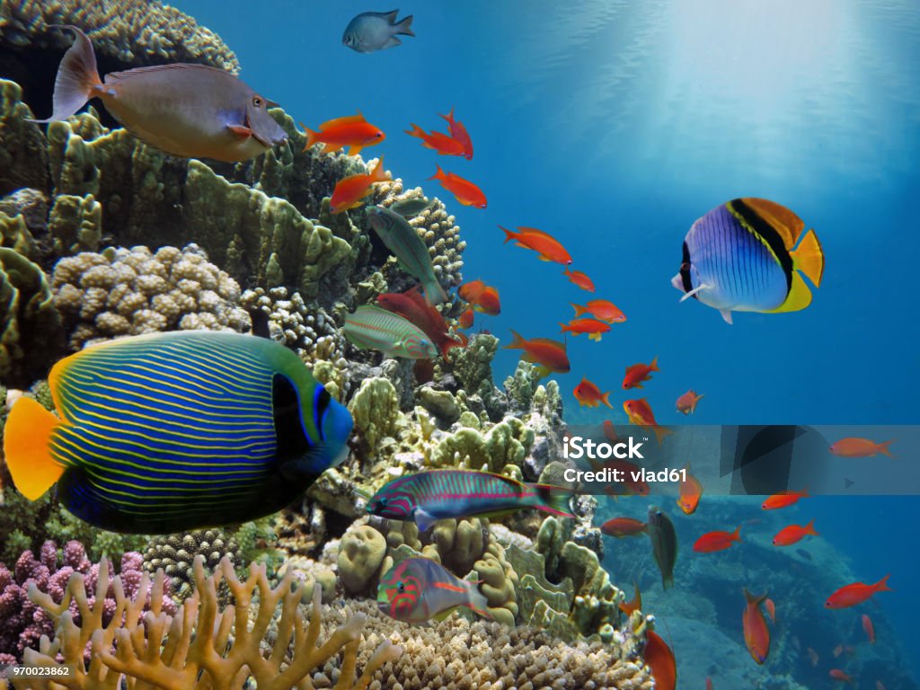 Coral reef with fire coral in tropical sea-underwater Coral reef with fire coral in tropical sea-underwater. Red Sea. Fish Stock Photo