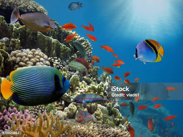 Coral Reef With Fire Coral In Tropical Seaunderwater Stock Photo - Download Image Now