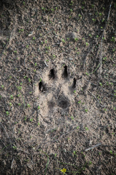 istock foot prints of wild wolf in steppe , searching and hunting pathfinder process 970023962