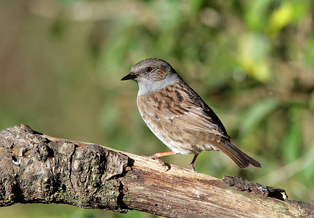 istock Portrait of a Dunnock 97002544